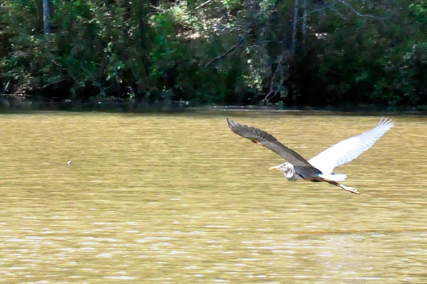 big bird a Lake Haigler